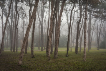 Mysterious Forest with fog