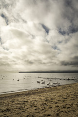 Swans flock in the sea in a foggy morning