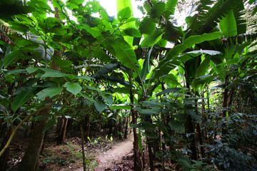 Jungle Climate Change Green Energy Wild Banana Tree Forest Nature