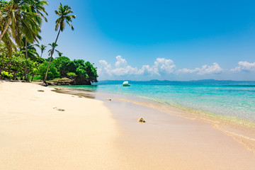 Obraz na płótnie Canvas paradise beach beautiful white sand with palm tree in the resort of caribbean