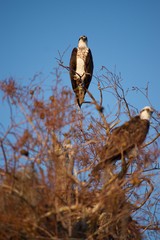 OSPREY FAMILY III