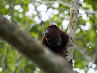Red Howler Monkey, Alouatta Seniculus, Amazon River Napo, Yasuni National Park, Ecuador