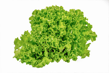 Fresh salad leaf, lettuce leaf isolated on white background, with clipping path