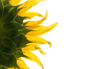 Fototapeta na wymiar close up of sunflower isolated on white background - clipping paths