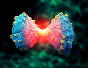 Cancer cell in the moment that divides