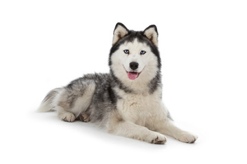 chien husky sibérien femelle adulte yeux bleus sur fond blanc détouré