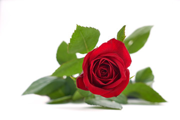 Valentines Red Roses isolated on a white background