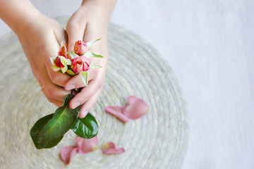 The pink rose in hand and rose petals on a light background