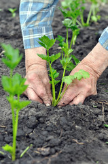 gardener's hands planting a celery seedling in the vegetable garden,vertical composition
