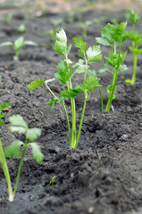 
freshly planted celery seedlings and pepper seedlings ( on background) in the vegetable 

garden,vertical composition