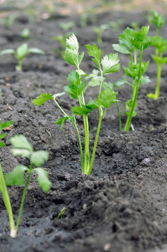 
freshly planted celery seedlings and pepper seedlings ( on background) in the vegetable 

garden,vertical composition
