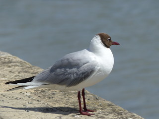 mouette 2