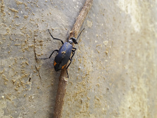 Blue Backbon Insect