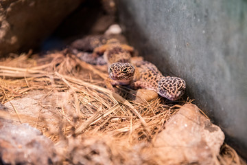 leopard gecko - eublepharis macularius, little lizard