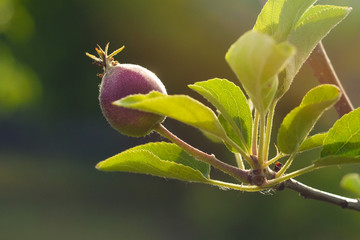 A new crop of young apple trees. Little apple on a young branch in a summer garden on a sunny day
