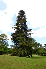 Fototapeta na wymiar Tall tree