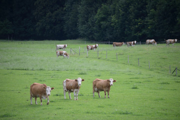 freilaufende Öko-Kuhherde auf grüner Wiese Bayern 2016 - Urlaub auf dem Bauernhof