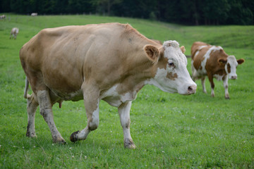 Fototapeta na wymiar Ökobauernhof: laufende Milch-Kuh auf grüner Wiese Bayern 2016 - Urlaub auf dem Bauernhof
