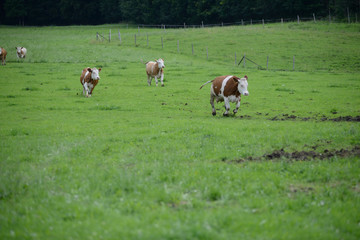Heidi´s Milch-Kühe auf grüner Wiese Bayern 2016 - Urlaub auf dem Bauernhof