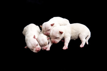Fototapeta na wymiar Four small and tender puppies