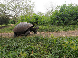 Fototapeta premium Galapagos Giant Tortoise, Chelonoidis n. porteri, in the muddy reservoir Chato, Santa Cruz, Glapagos, Ecuador