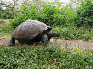 Naklejka premium Galapagos Giant Tortoise, Chelonoidis n. porteri, reservation Chato, Santa Cruz, Glapagos, Ecuador