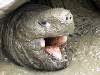 Portrait Galapagos Giant Tortoise, Chelonoidis n. porteri, reservation Chato, Santa Cruz, Glapagos, Ecuador