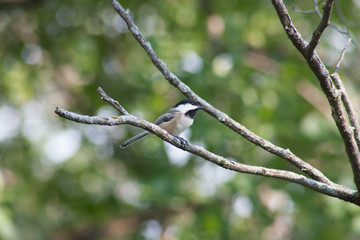 Chickadee on a Branch