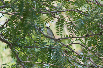 Red-Eyed Vireo