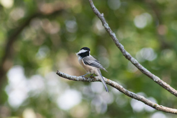 Wind Ruffled Chickadee