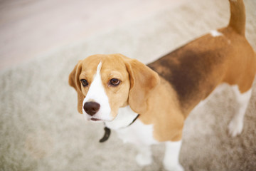 Beagle dog walk in apartment carpet