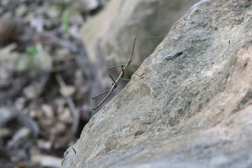 Stickbug with Green Legs