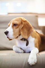 Close up of beagle laying on sofa