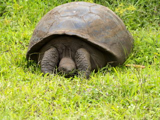 Fototapeta premium Galapagos Giant Tortoise, Chelonoidis n. porteri, reservation Chato, Santa Cruz, Glapagos, Ecuador