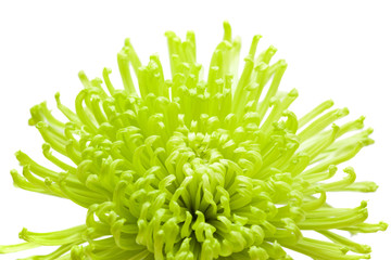 green spider Chrysanthemum