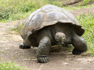 Galapagos Giant Tortoise, Chelonoidis n. porteri, reservation Chato, Santa Cruz, Glapagos, Ecuador