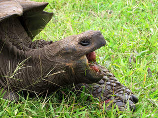 Portrait Galapagos Giant Tortoise, Chelonoidis n. porteri, reservation Chato, Santa Cruz, Glapagos, Ecuador