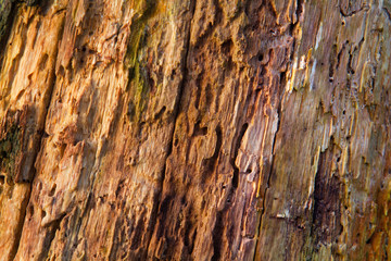 Detail of a rotting oak tree