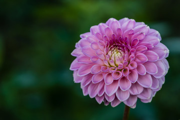 Dahlia 'Barbarry Bluebird' a ball dahlias