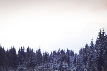 Winter wonderland background. Snowy fir trees winter card
