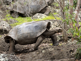 Galapagos Giant Tortoise, Chelonoidis chathamensis in the stony terrain of the center, Centro de Crianza de Tortugas, San Cristobal, Glapagos, Ecuador