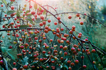 A cherry tree, after the rain, beautiful, fresh, at sunset, the effect of the film 