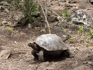 Fototapeta premium Galapagos Giant Tortoise, Chelonoidis chathamensis in the stony terrain of the center, Centro de Crianza de Tortugas, San Cristobal, Glapagos, Ecuador