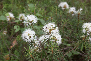 Labrador tea or wild rosemary.(Rhododendron tomentosum).Grows in the wild nature in the pine wood.