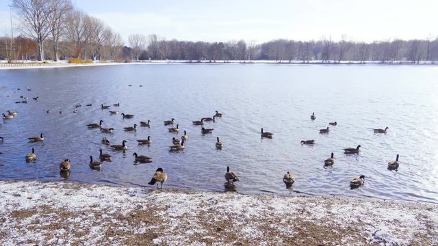 Canadian geese on the lake in a winter day