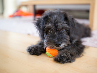 Young Curious Puppy 03