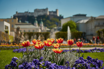 Obraz premium Pałac Mirabell i ogród na wiosnę Salzburg, Austria