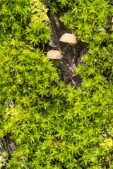 mushroom close up