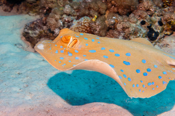 Stingray on the seabed. The red sea.