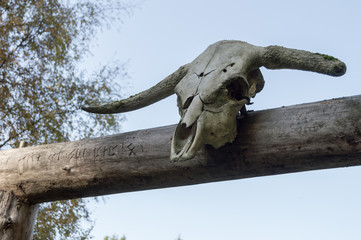 decorative skull over the gate to viking village